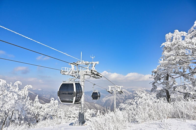 눈부시게 희어서 더 아름다운… 가리왕산 ‘눈꽃 왕국’