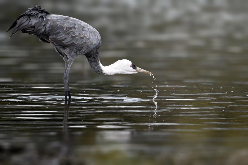 [신문과 놀자!/피플 in 뉴스]생태관광지 된 철새도래지… 자연과 인간이 공존하는 법