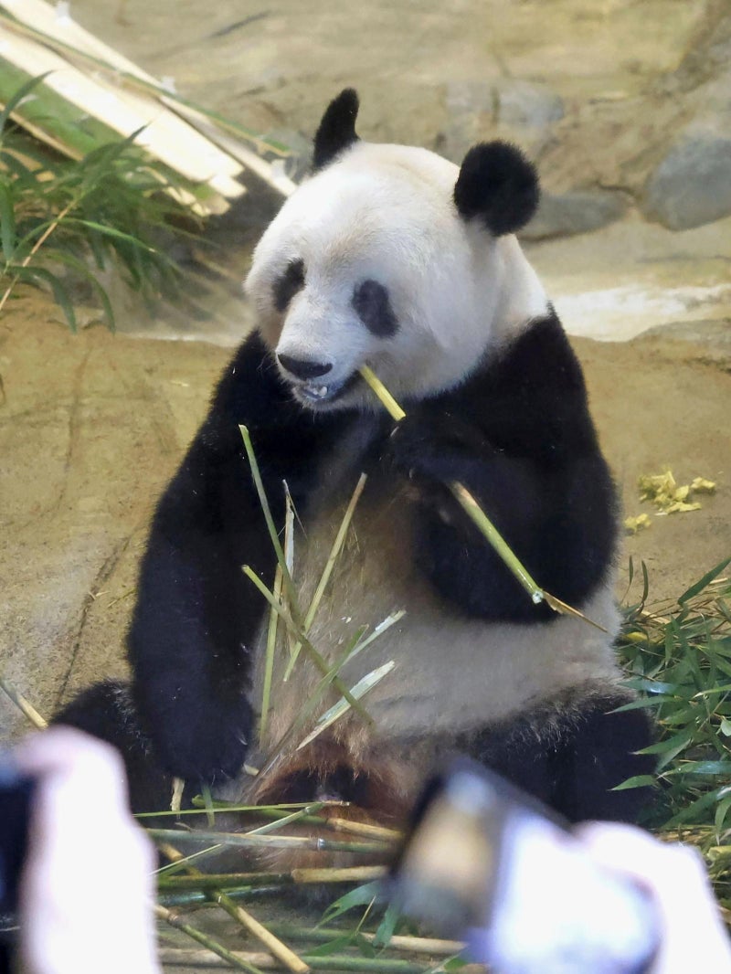 中과 갈등 커지는 日… 54년 판다외교도 끝