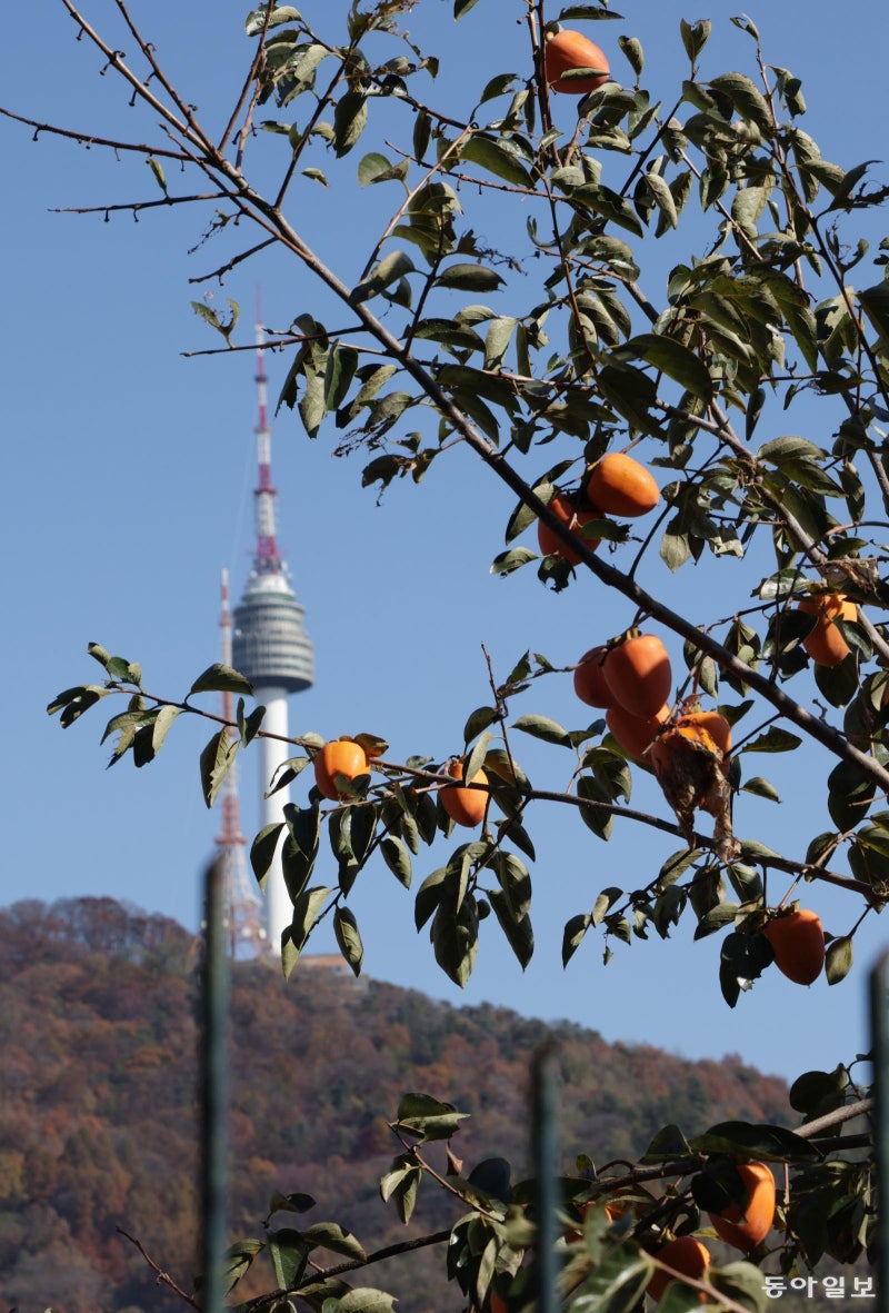 [고양이 눈]도심의 인심