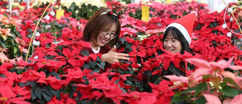 ‘크리스마스 꽃’ 포인세티아