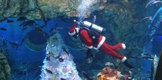 ‘다누리아쿠아리움’에 수영하는 산타 보러 오세요