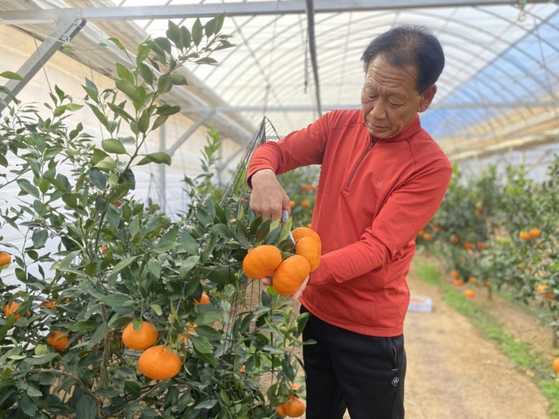 레드향, 청주서 첫 수확