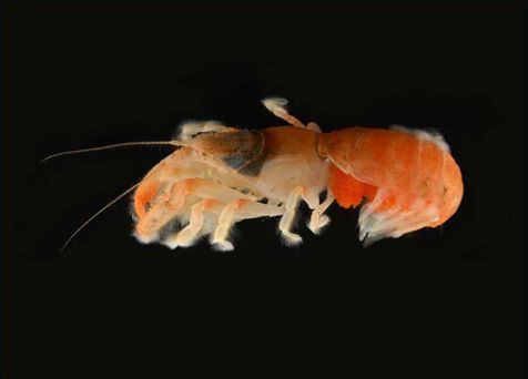 8월 발견된 신종 쏙류[오스티노게비아(Austinogebia sp.nov.)