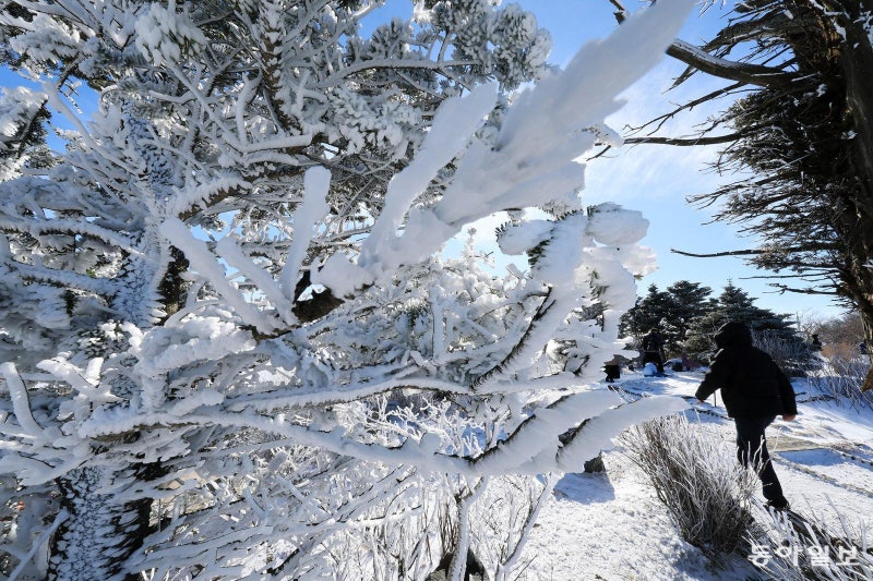 발왕산 정상에 핀 상고대… 내일 아침 강추위 예보