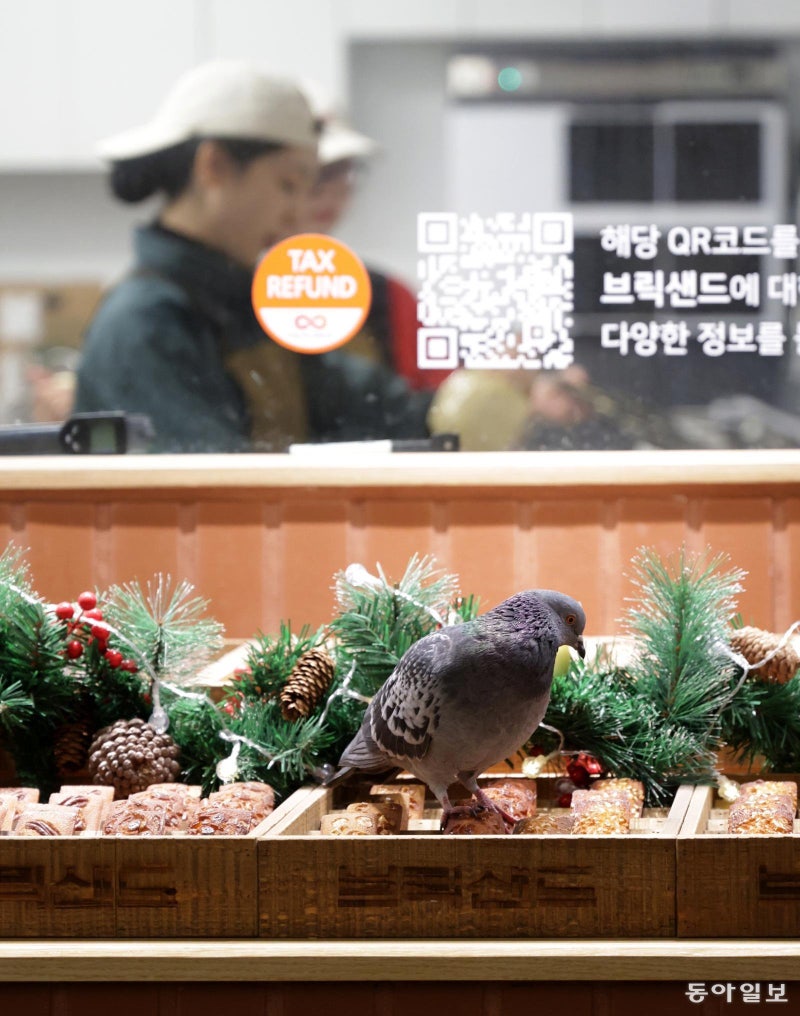 [고 양이 눈]그냥 지나칠 수 없어서