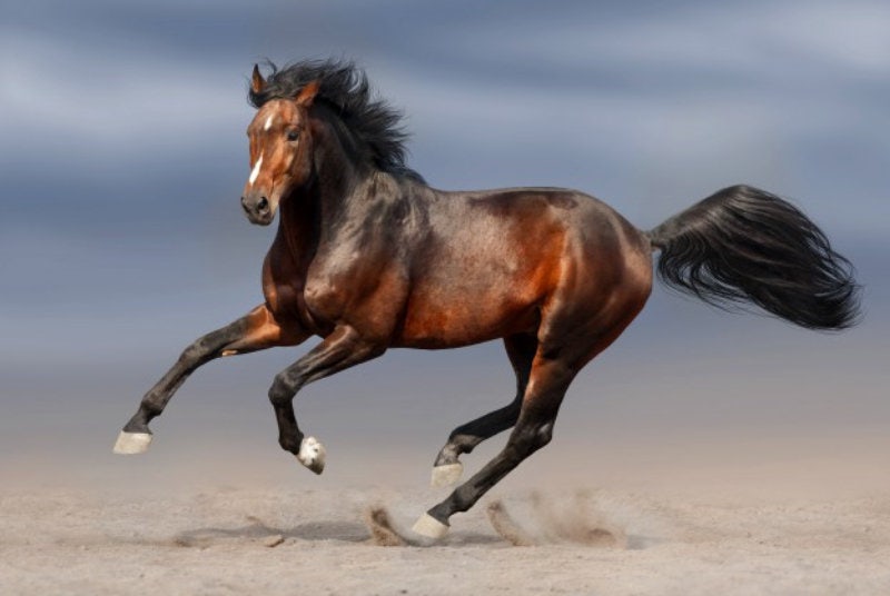 4200년 전 ‘말 가축화’… 인류 역사를 바꿨다