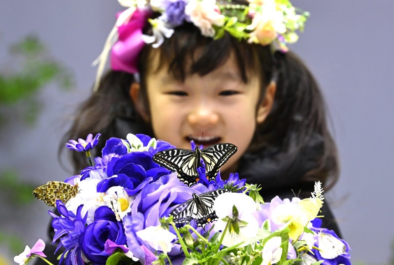 소한 추위 뚫고 날아오른 나비