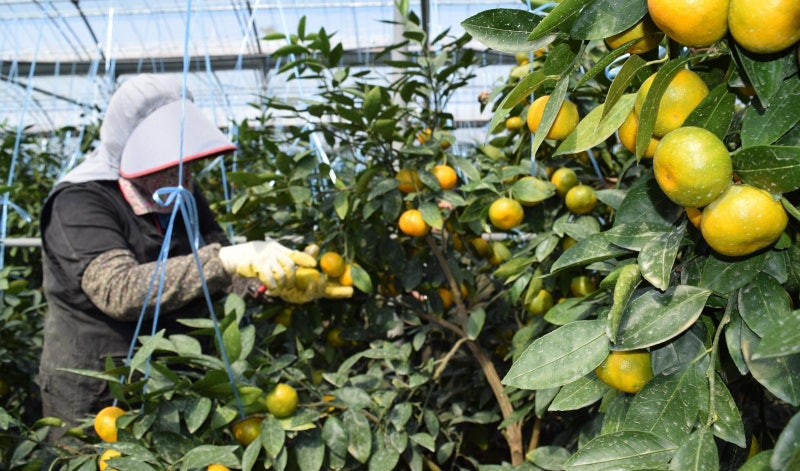 미국산 귤 올해부터 무관세… 제주도 비상