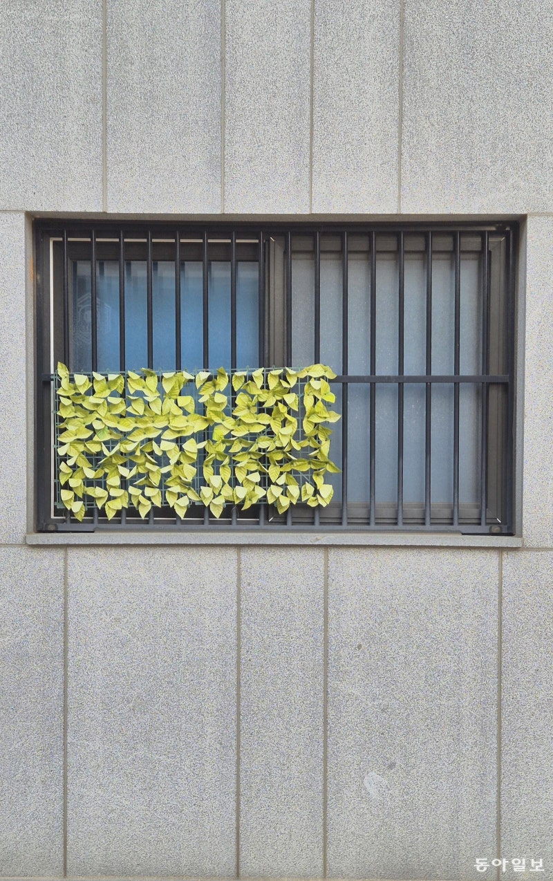 [고양이 눈]방범창 위 작은 정원