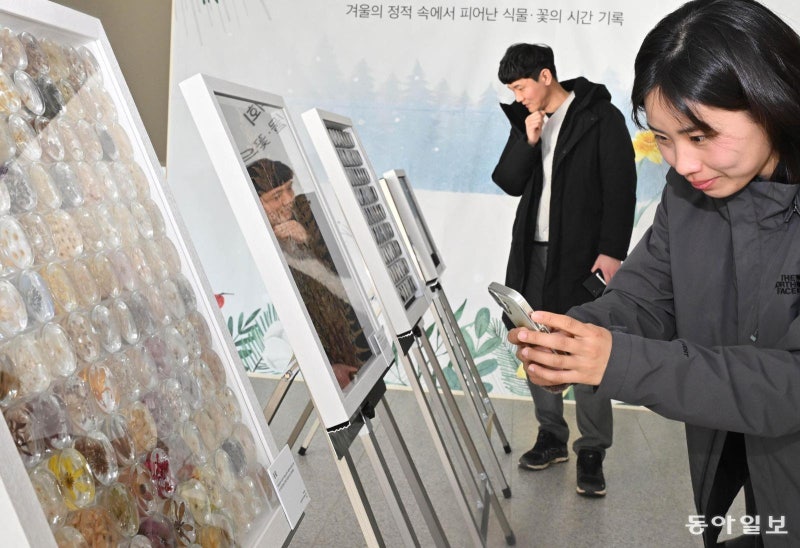 표본 속 멈춘 봄, 사진으로도 남길래요