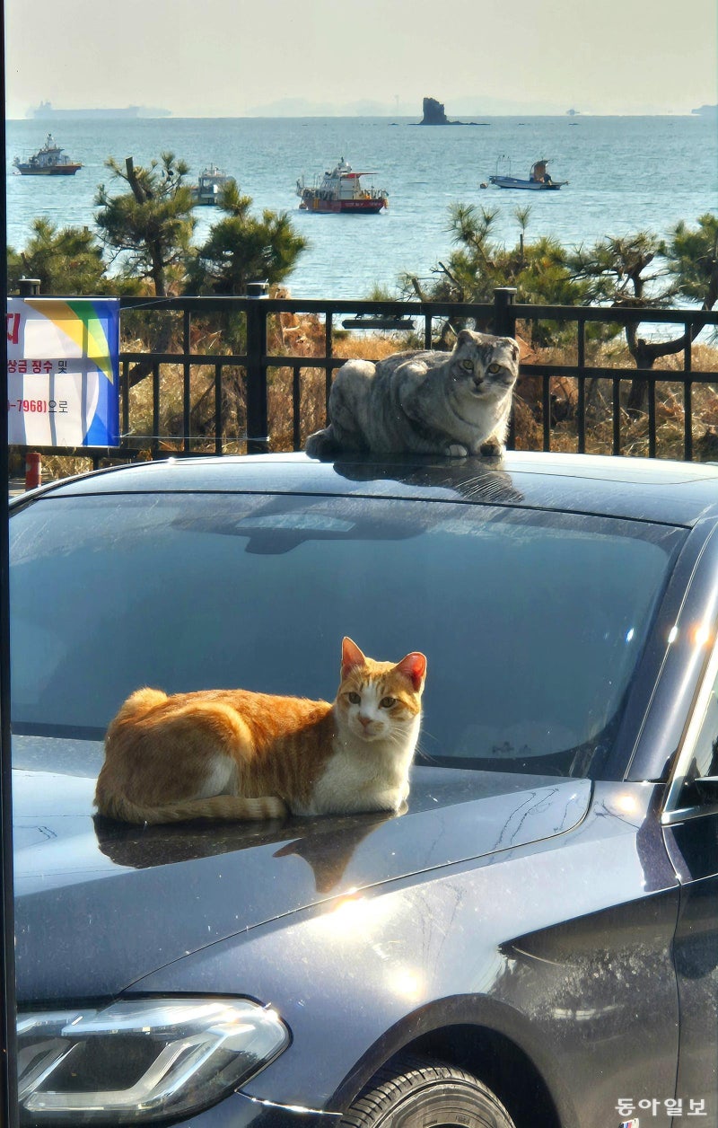 [고양이 눈]여기가 휴양지