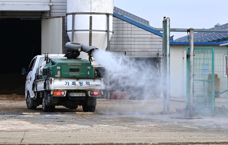 설 앞두고 가축 질병 확산… 달걀-삼겹살 등 가격 올라
