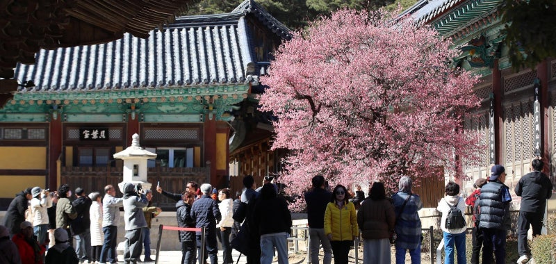‘우수’에 핀 통도사 홍매화… 내일까지 포근