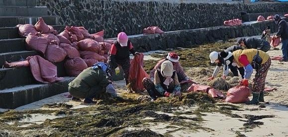 제주 골칫거리 ‘괭생이모자반’으로 비누 만든다