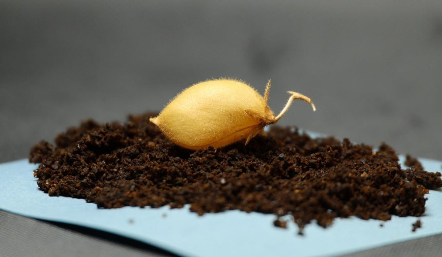 미국 연구팀이 수확한 마일즈 품종 병아리콩. 크기가 작고 회복력이 강한 것이 특징이다. 미국 텍사스A&M대 제공