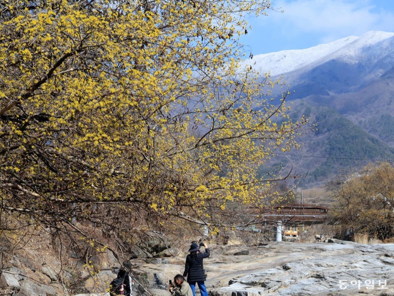 노란 봄 위에 하얀 겨울