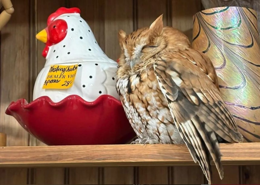 뉴욕 골동품점에서 야생 부엉이가 장식품 사이에 섞여 잠을 자다 손님들에게 발견됐다. ⓒ뉴시스