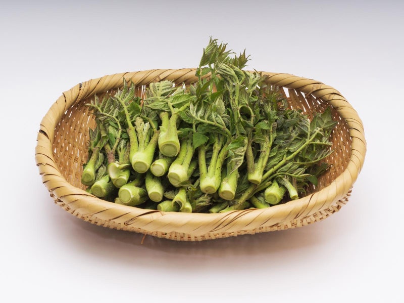 두릅, 사포닌 등 풍부… 겨울잠 입맛 깨우는 ‘봄나물 왕’ [오늘의 먹거리]