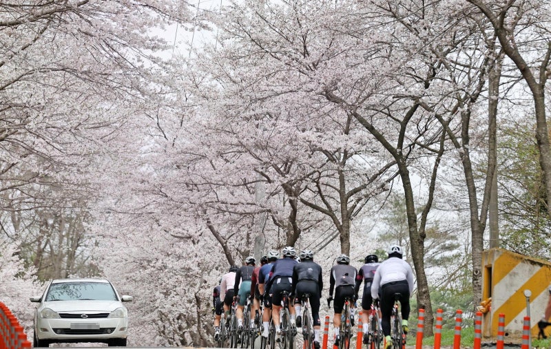 옥정호에선 벚꽃, 붕어섬에선 수선화 구경