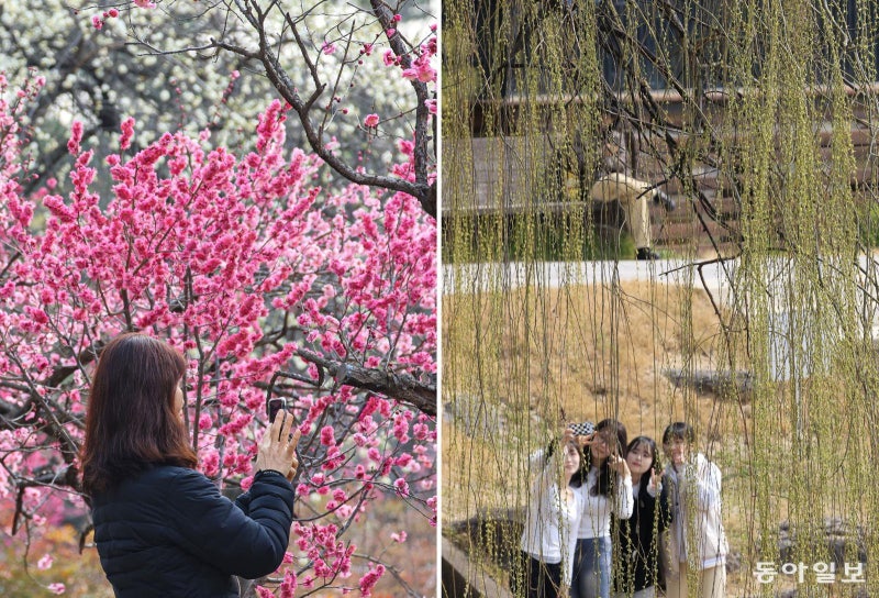 핑크-연두색으로 물든 봄