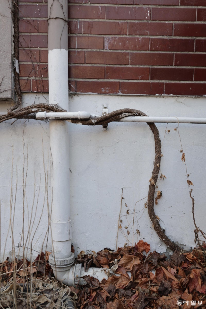 [고양이 눈]생명의 힘