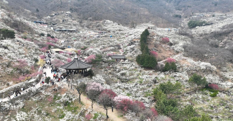 ‘하얀 눈꽃’ 뒤덮인 섬진강 매화마을