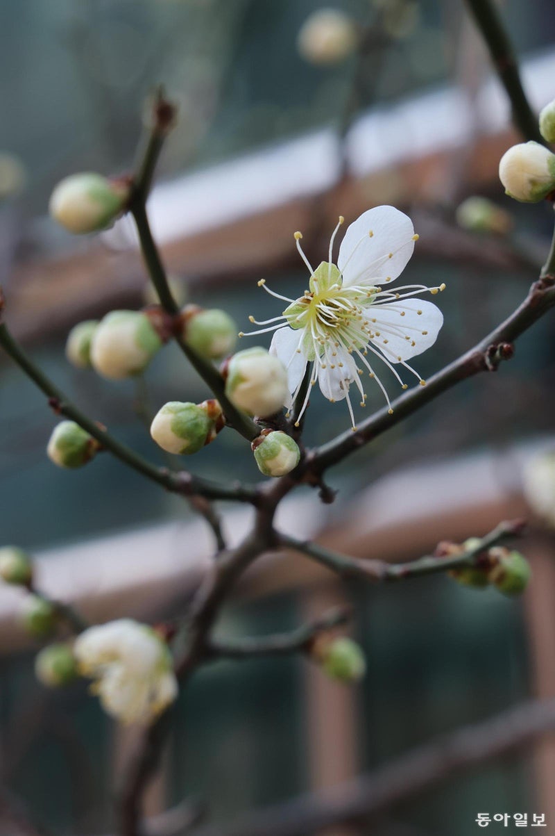 [고양이 눈]봄의 신호