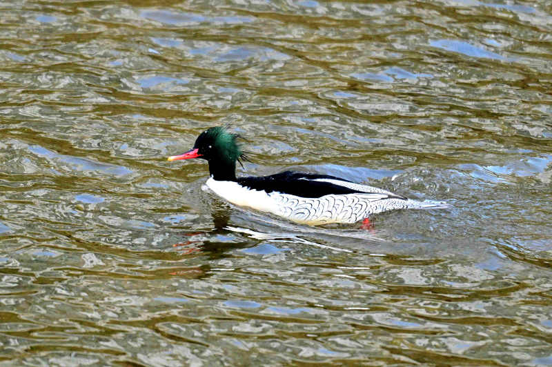 [성동구] 천연기념물 ‘호사비오리’, 성동구 중랑천 3년 연속 찾아왔다