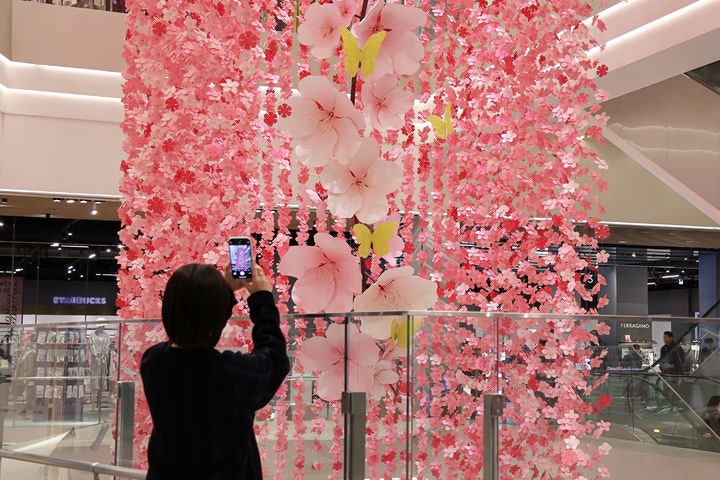 실내에도 분홍빛 봄이 쏟아지네