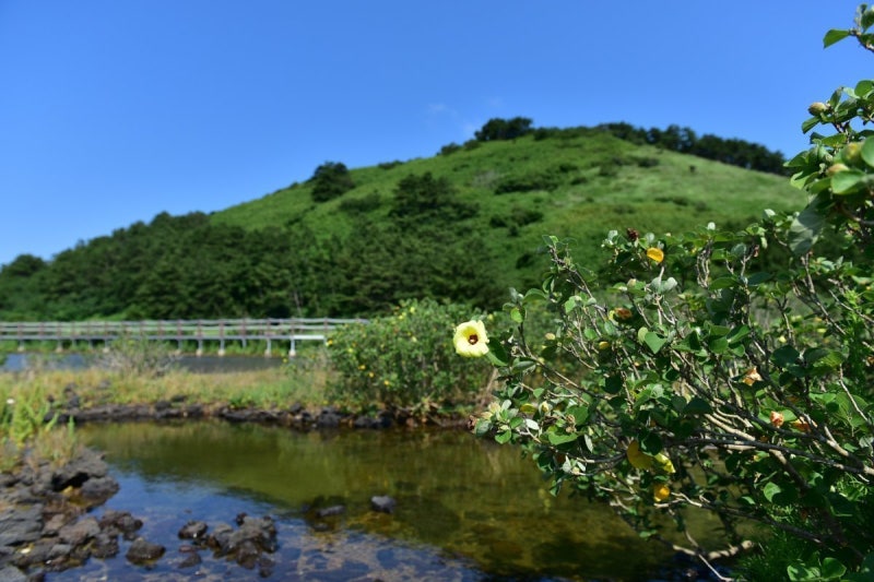 “제주 연안에 ‘탄소 흡수 식물 심기’… 민간기업도 참여하세요”