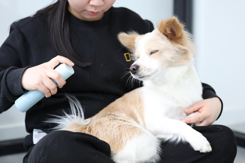 펫팸족 증가에 펫 헬스케어 급성장…유산균·뷰티 시장 확대