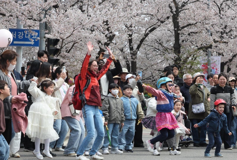 벚꽃 만개, 웃음꽃 활짝