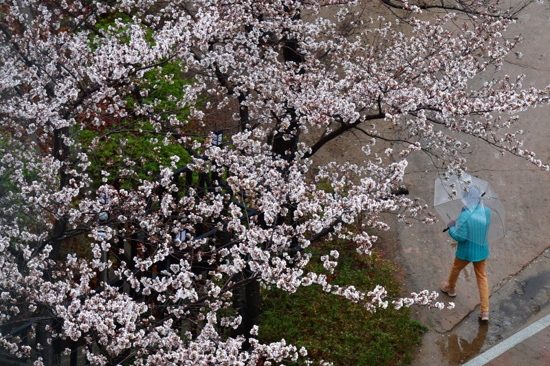 오늘 전국에 봄비… 내일 아침 5∼10도 ‘뚝’