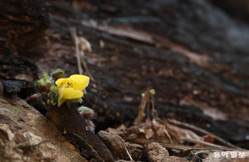 [포토에세이]상처 위에 핀 꽃