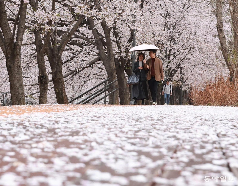 봄비가 재촉한 ‘벚꽃 엔딩’