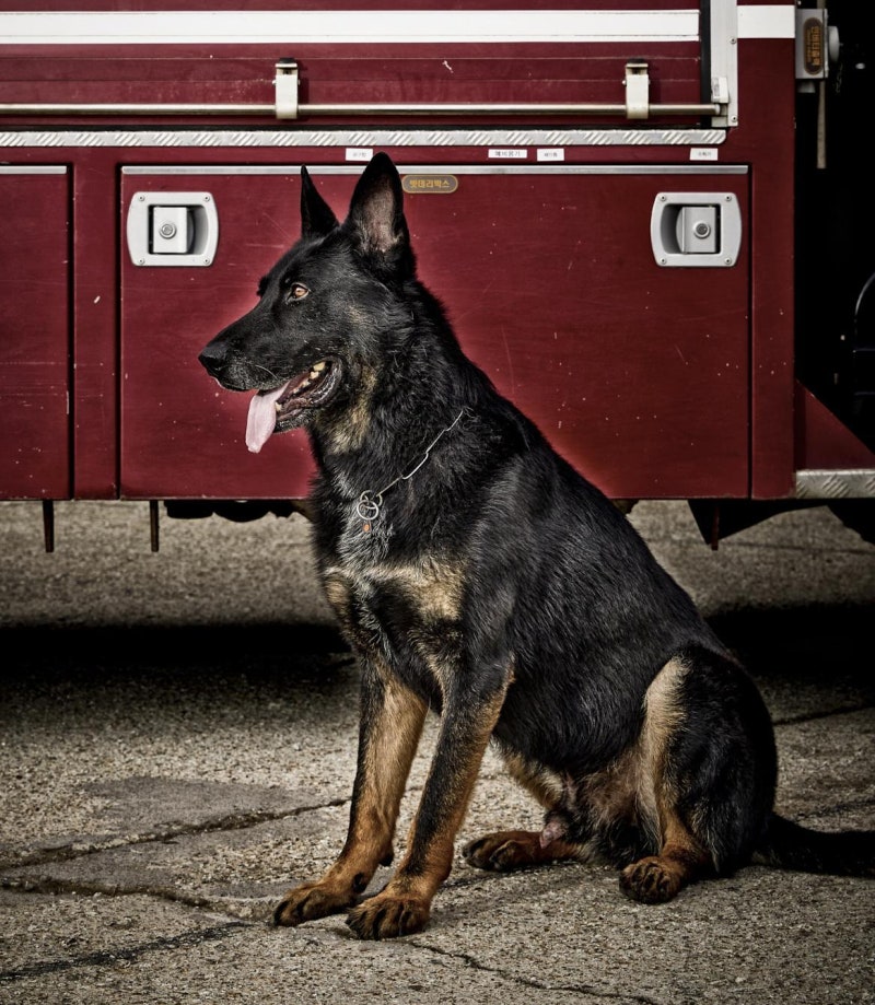 은퇴한 119구조견 ‘포비’ 새 가족 찾아요