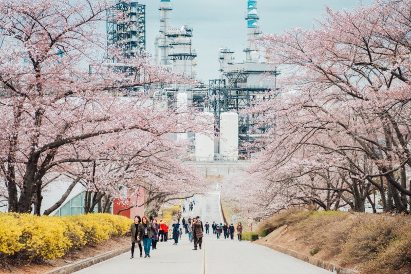 대공원-자유공원… 인천 벚꽃은 이번주가 절정