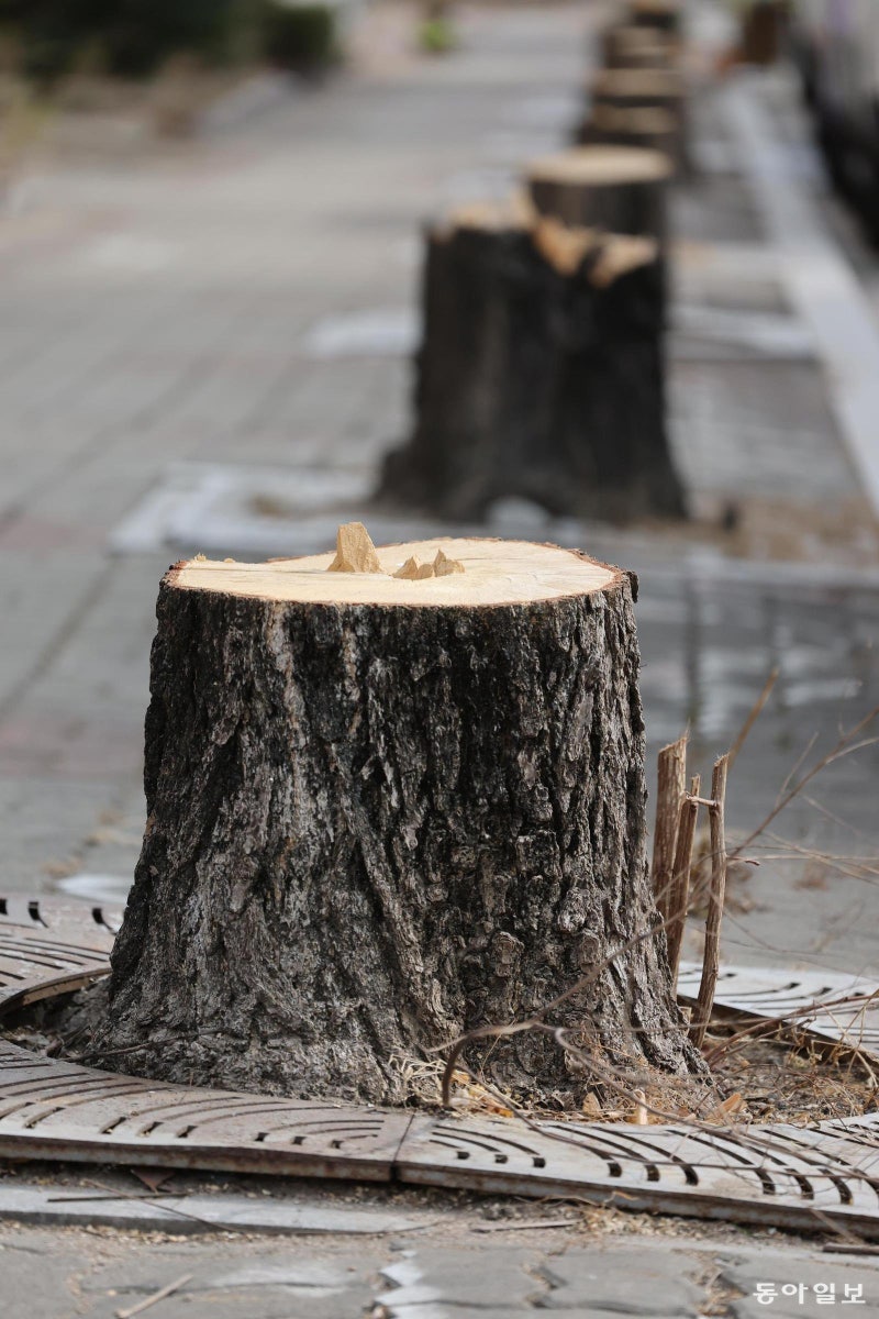 [고양이 눈]과거와 미래 사이