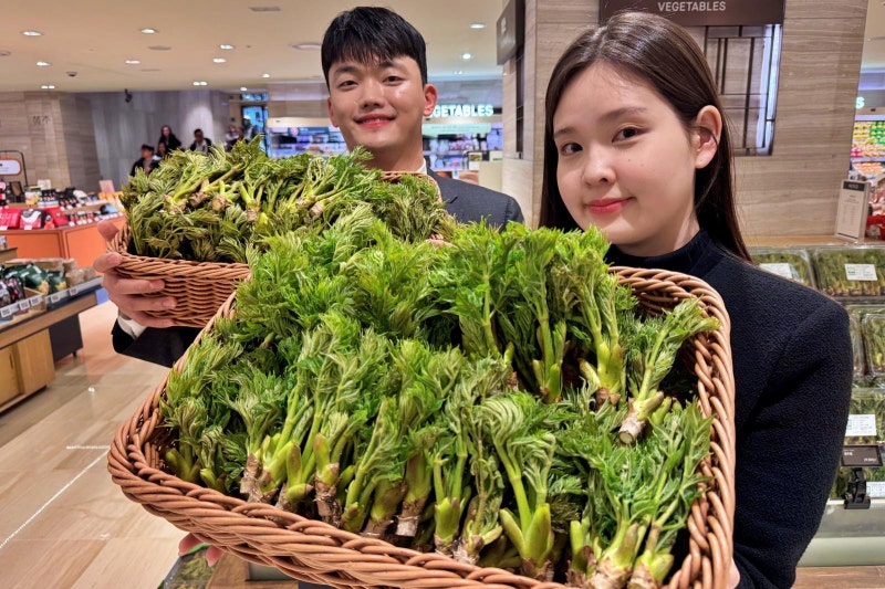 봄기운 듬뿍 ‘순창 참두릅’ 어떠세요?