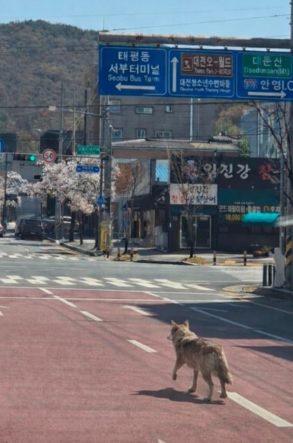 대전 동물원서 늑대 탈출… 행방 묘연