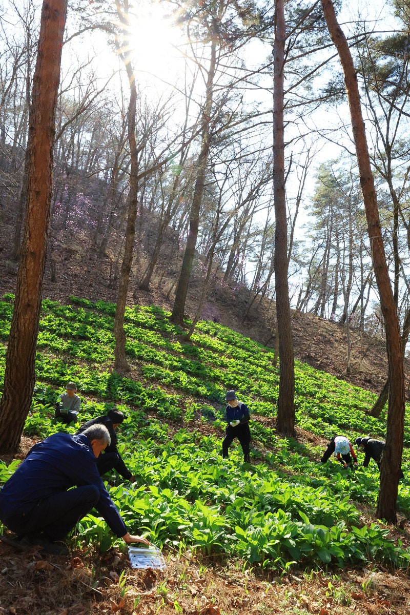 목재 가공-재배-관광… 산림경영 사업 13년 “숲이 평생 직장으로”