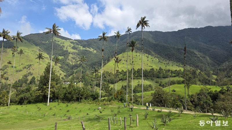 빨간 원두, 초록 야자수, 노란귀앵무새… “돈 워리, 비 해피”[김선미의 시크릿가든]