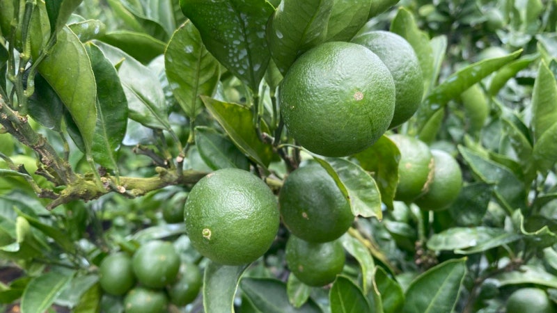 내달 12일까지 제주 ‘풋귤 출하 농가’ 신청