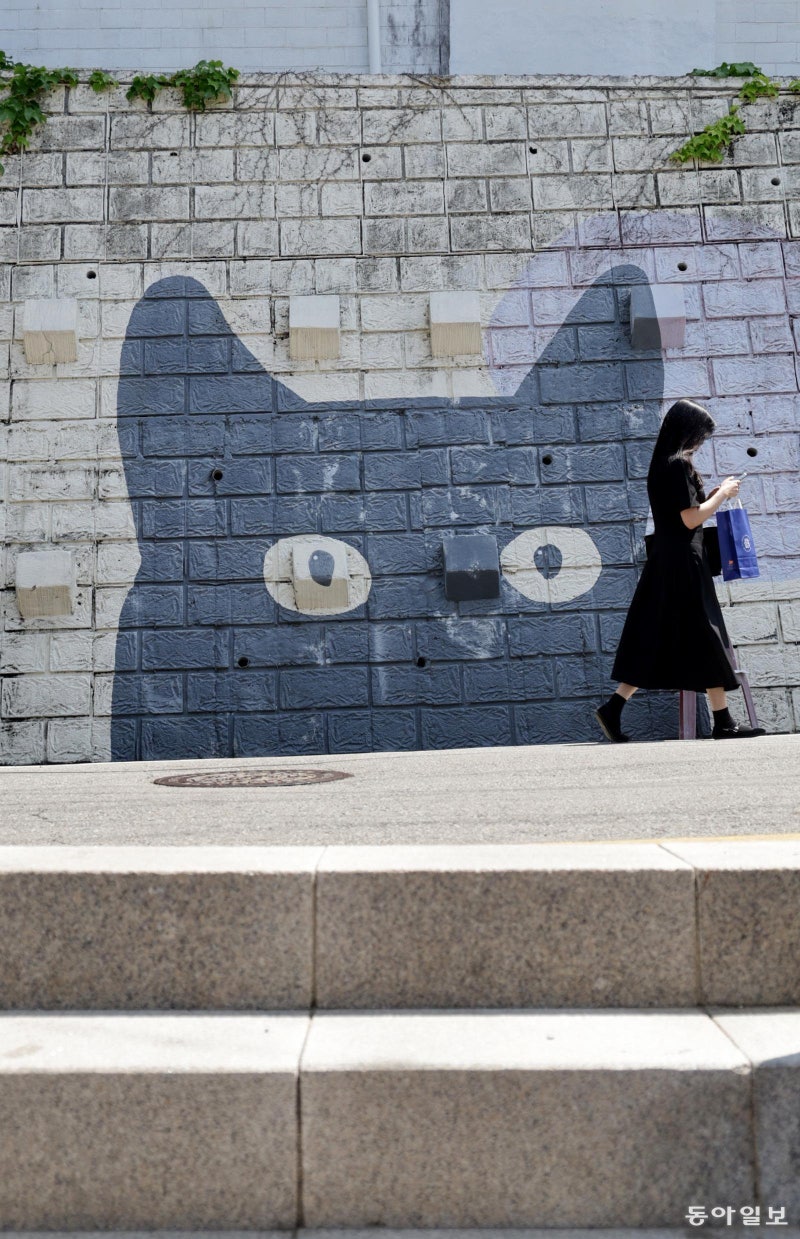 [고양이 눈]바라보다
