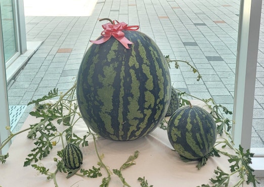 창원에서 사람 몸무게만 한 '슈퍼 수박' 등장, 무게만 23kg 넘어