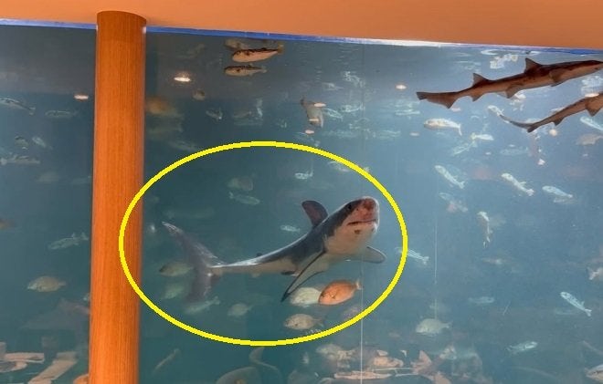 경주 카페 수조에 백상아리가? 비난 폭주에 결국 방류 엔딩