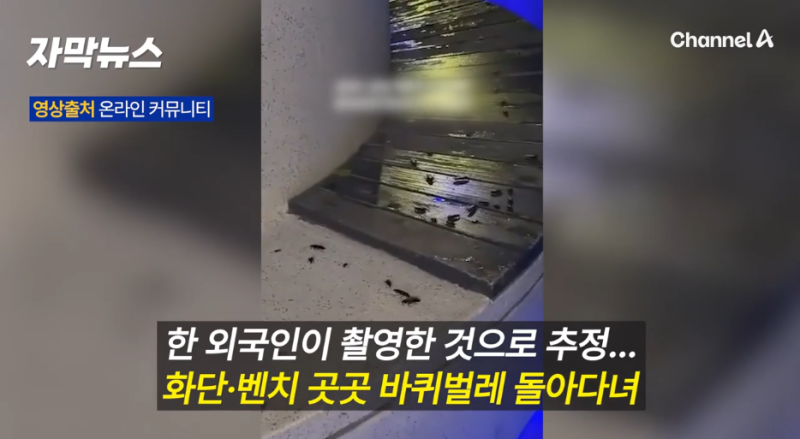 서울 야경 명소에 바퀴벌레 떼…서울로7017 찾은 시민들 기겁