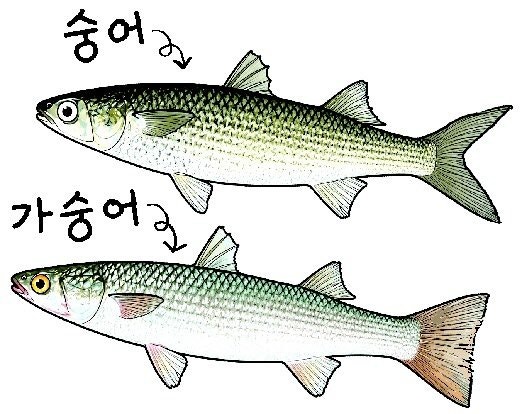 허균이 먹은 숭어는 숭어? 가숭어?[김창일의 갯마을 탐구]〈148〉