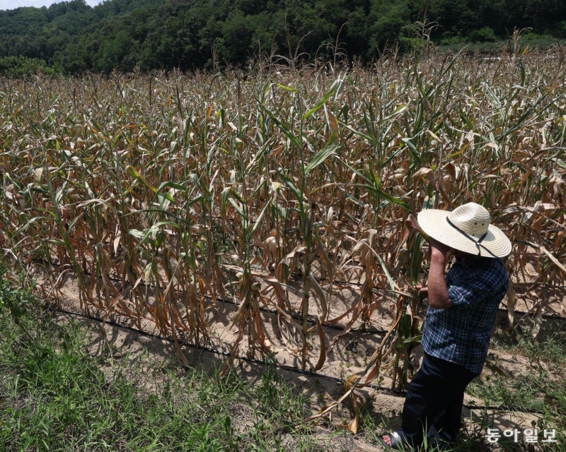 정부의 작업중단 권고에도… “생계 멈출수야” 폭염 노출된 취약층